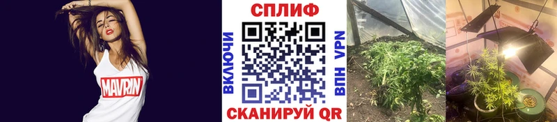 Купить закладки  Тосно  Бошки марихуана сатива 